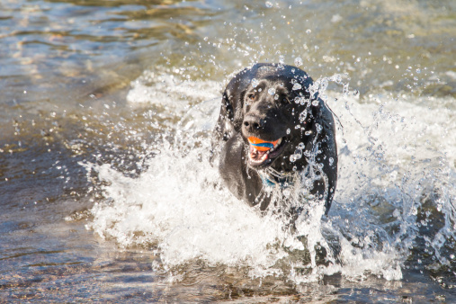 black lab playing in water at kings beach