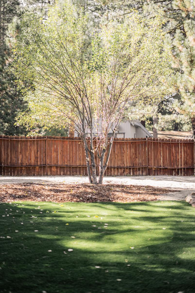 Tree in a sunny backyard of a vacation rental in Truckee, surrounded by a wooden fence and lush greenery.