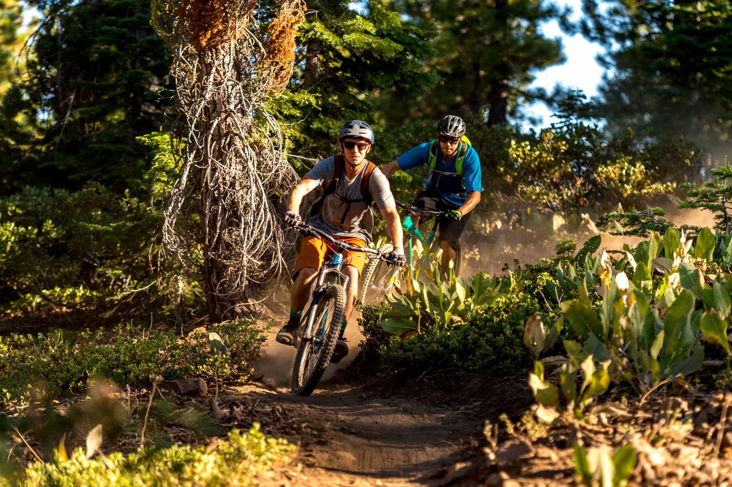 Two cyclists ride through a forested trail in Truckee near a vacation rental, surrounded by greenery.