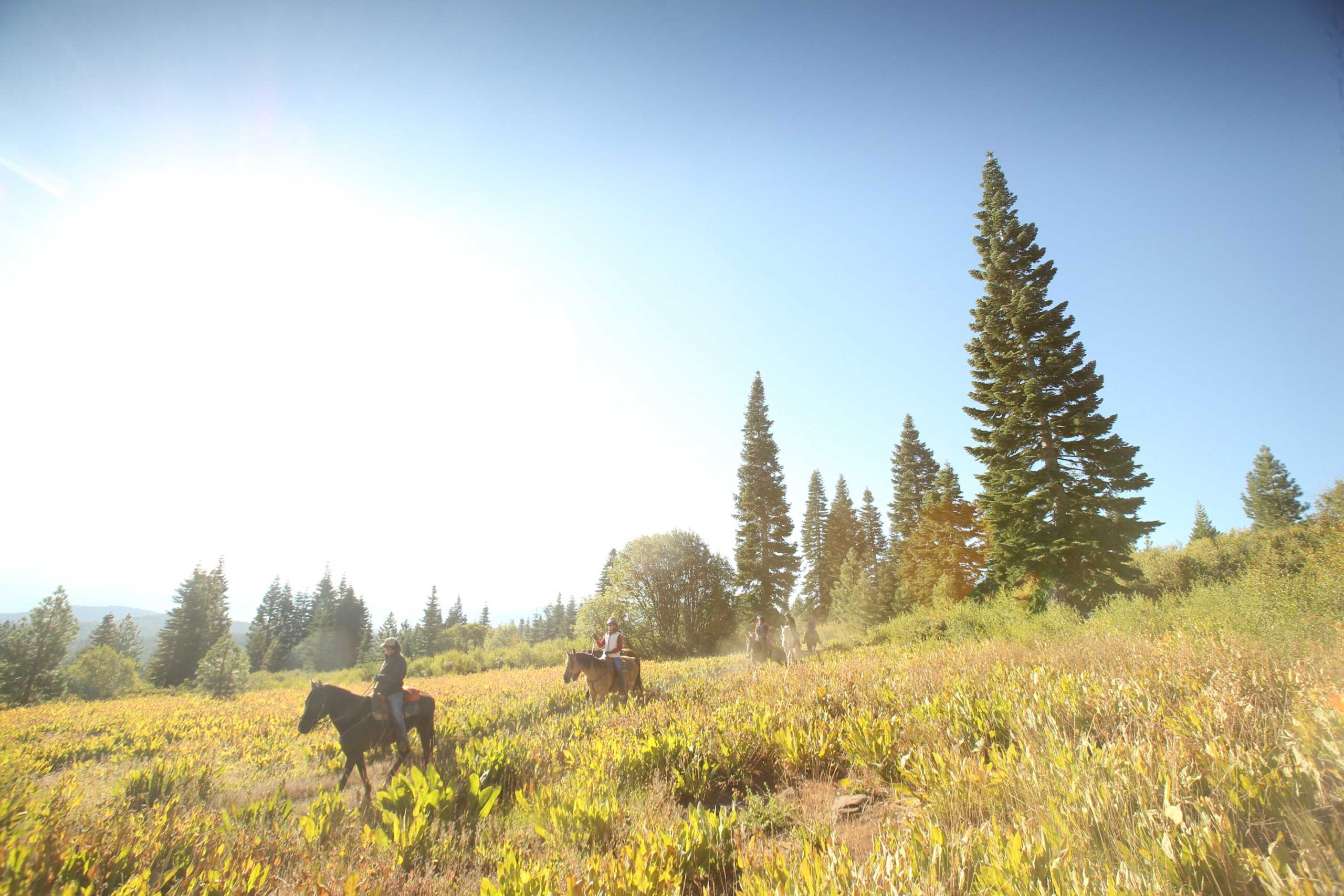 Horses riding through a sunny, forested field near a Truckee vacation rental, with tall trees and clear blue sky.