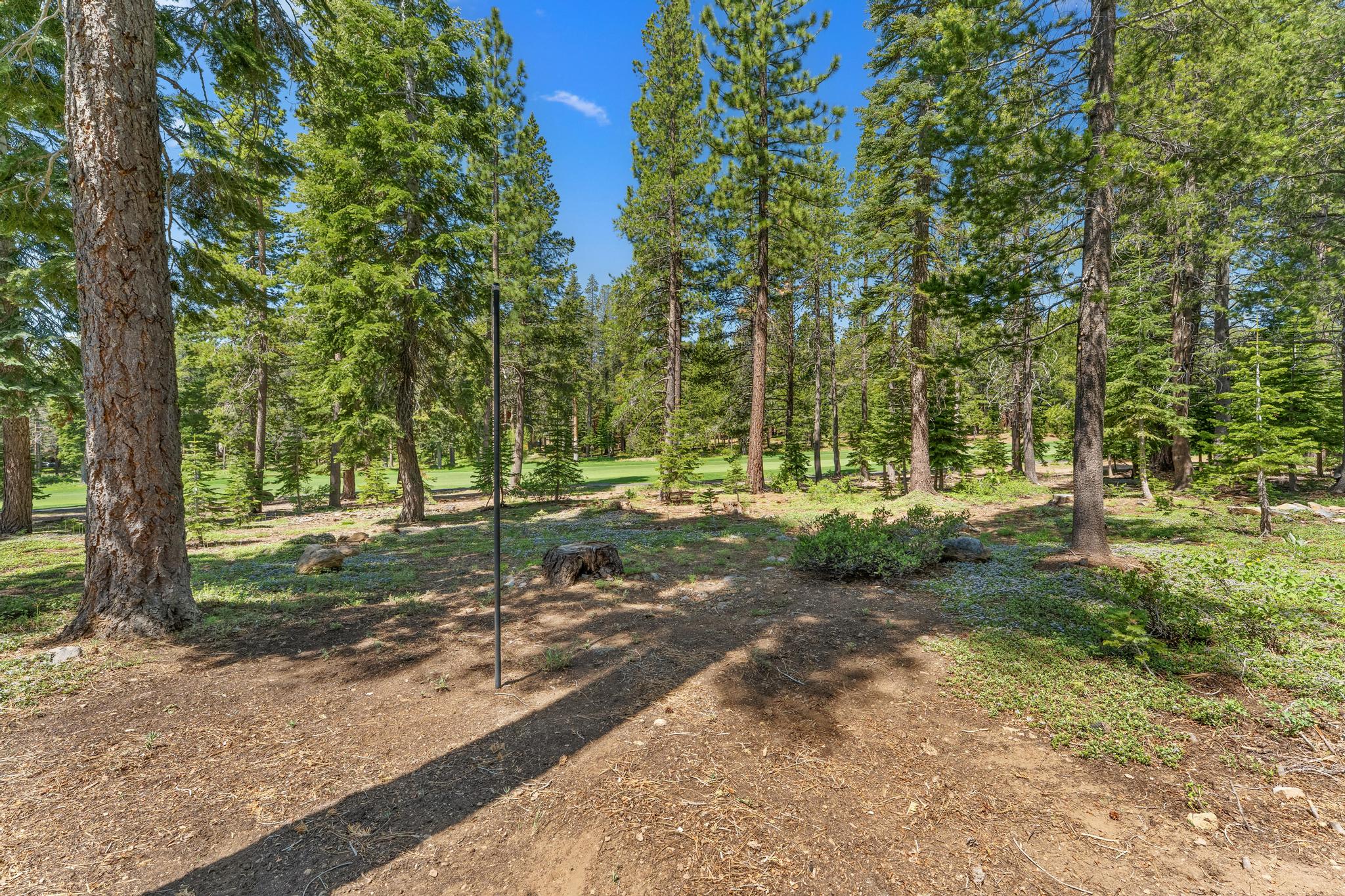 Forest view near a Truckee vacation rental, featuring tall lush green trees and a clear blue sky.