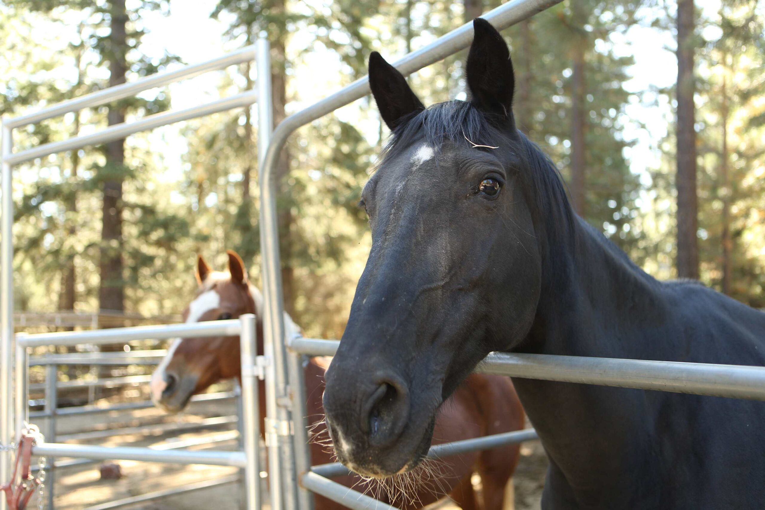 Two horses in a fenced area surrounded by trees at a vacation rental in Truckee.