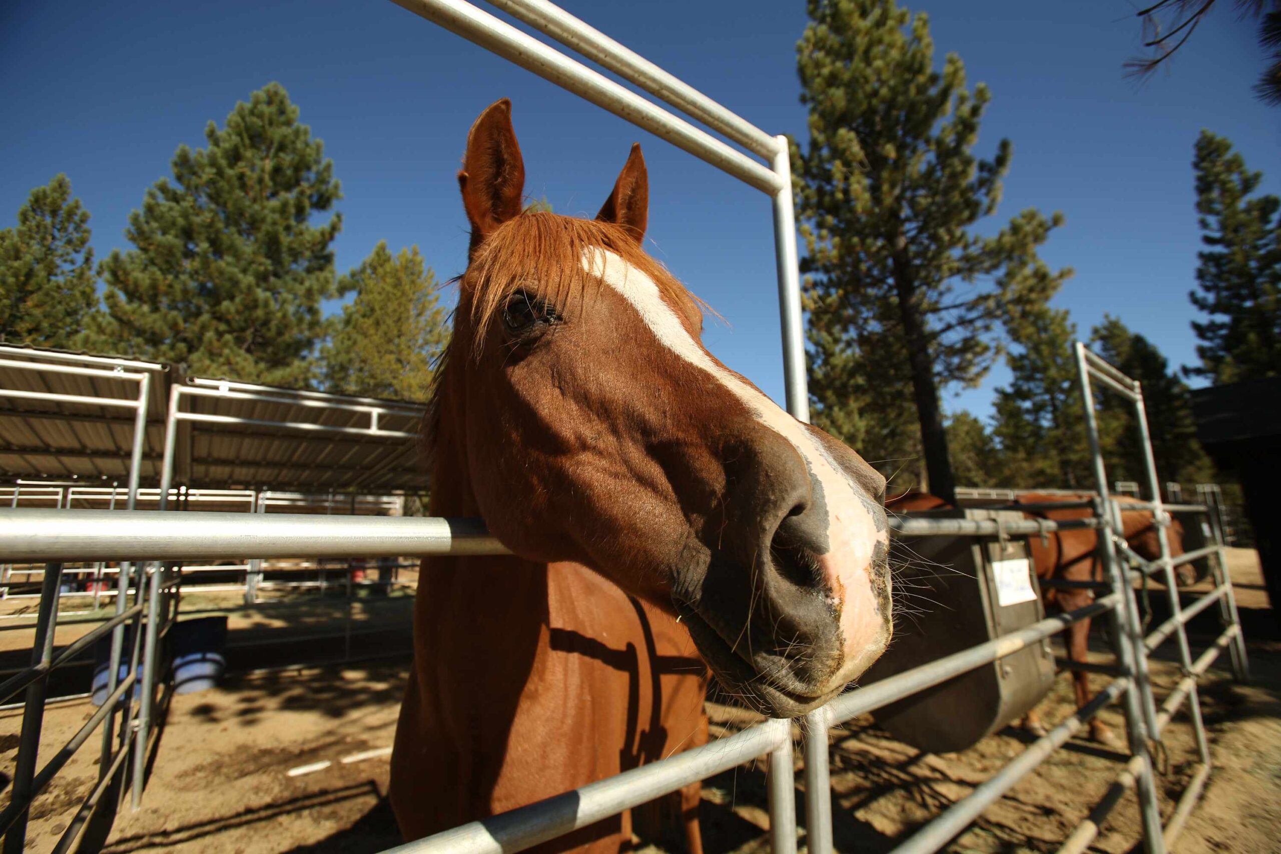 Horse in a fenced area at a Truckee vacation rental, surrounded by trees.