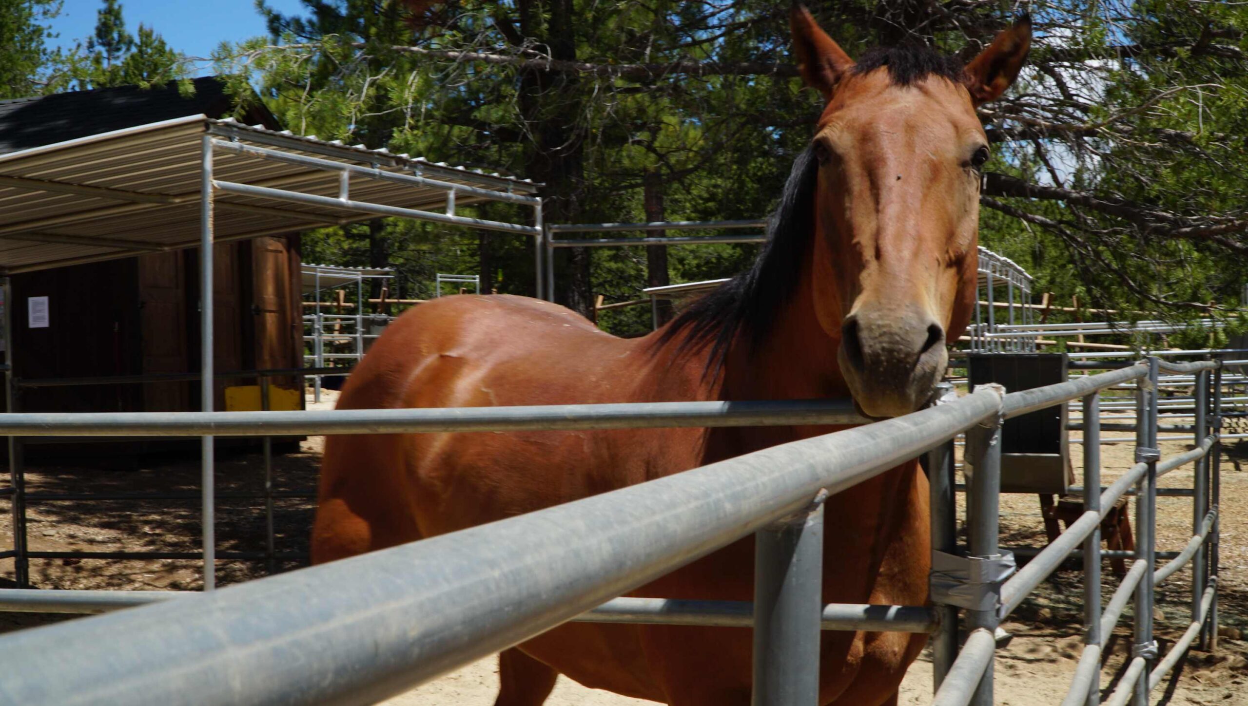 Horse in a pen surrounded by trees at a Truckee vacation rental.